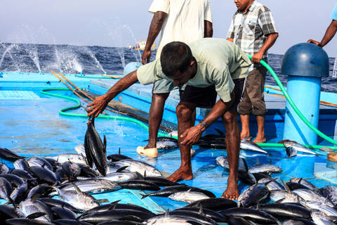 މަސްވެރިންގެ ޖާގައިގެ ދަތިކަން ހައްލުކުރުމަށް މިއަހަރު ނިމެންވާއިރަށް 9،500 ޓަނުގެ އައު ކޯލްޑް ސްޓޯރޭޖްތަކެއް އޮޕަރޭޝަނަށް ގެންނަނީ