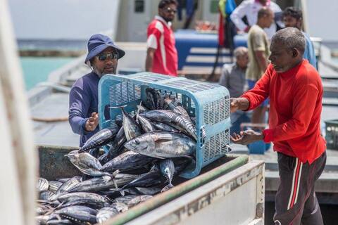 މަސްވެރިކަން ދަށްވެ، އޮގަސްޓް މަހު މިފްކޯއިން ދޫކުރި ފައިސާ %39 ދަށަށް